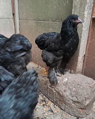 Galline brahma