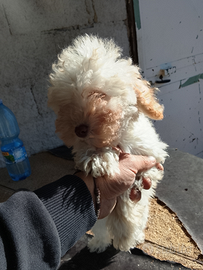 Barboncino toy femmina