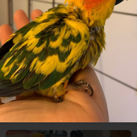 Conuro del sole