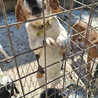 Cani da coniglio