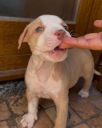 Cucciola di pitbull red nose