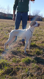 Pointer femmina