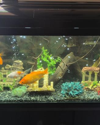 acquario panoramico