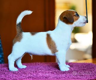 Jack russell cucciolo e cucciola