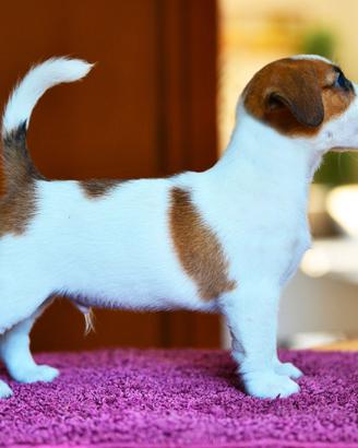 Jack russell cucciolo e cucciola