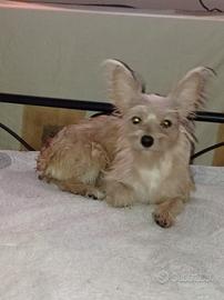Cagnolina smarrita