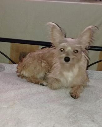 Cagnolina smarrita