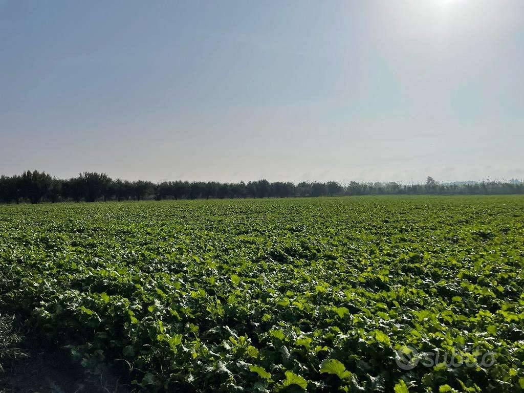 Terreno di 27000 m² a Mondragone - Vista 3