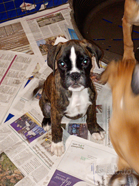 Cuccioli di Boxer