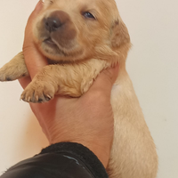 Golden retriever pedigree Enci