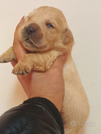 Golden retriever pedigree Enci