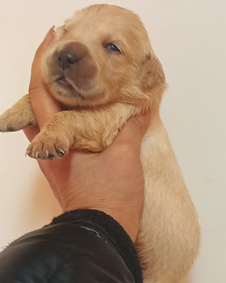 Golden retriever pedigree Enci