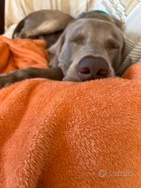 Weimaraner