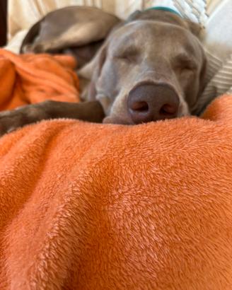 Weimaraner
