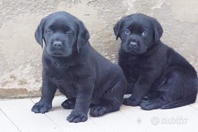 Labrador nero femmina