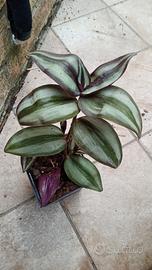 Pianta di Tradescantia Purple Silver