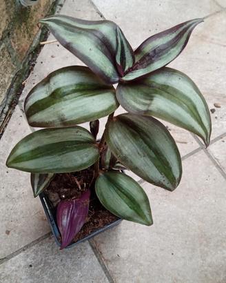 Pianta di Tradescantia Purple Silver