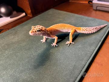 Gechi leopardini