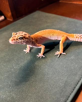 Gechi leopardini