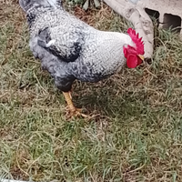 Gallo di otto mesi amrok