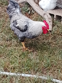 Gallo di otto mesi amrok