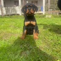 Rottweiler cuccioli