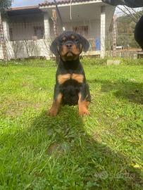 Rottweiler cuccioli
