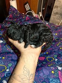 Cuccioli di barboncino