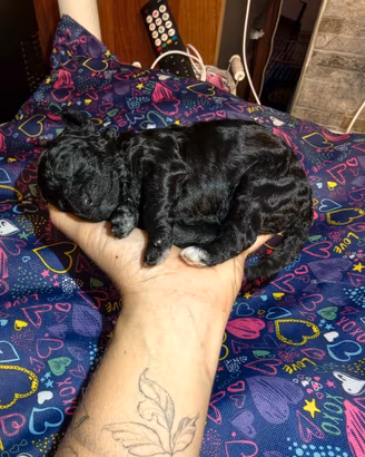 Cuccioli di barboncino