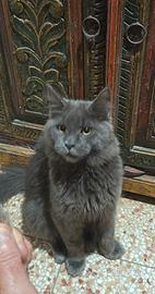 Maine Coon Blu Pedigree
