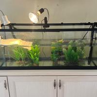 Set professionale per tartaruga, acquario, ecc