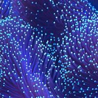 Sarcofito punte verdi e caulastrea