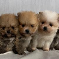 Cuccioli di spitz di pomerania