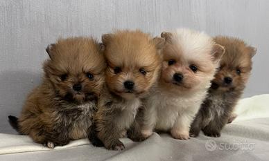 Cuccioli di spitz di pomerania