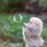 Spitz Di Pomerania Mini