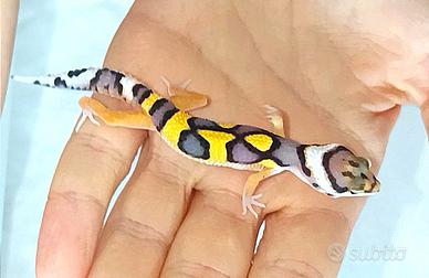 Geco leopardino, teca, arredamento completo