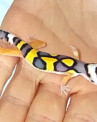 Geco leopardino, teca, arredamento completo
