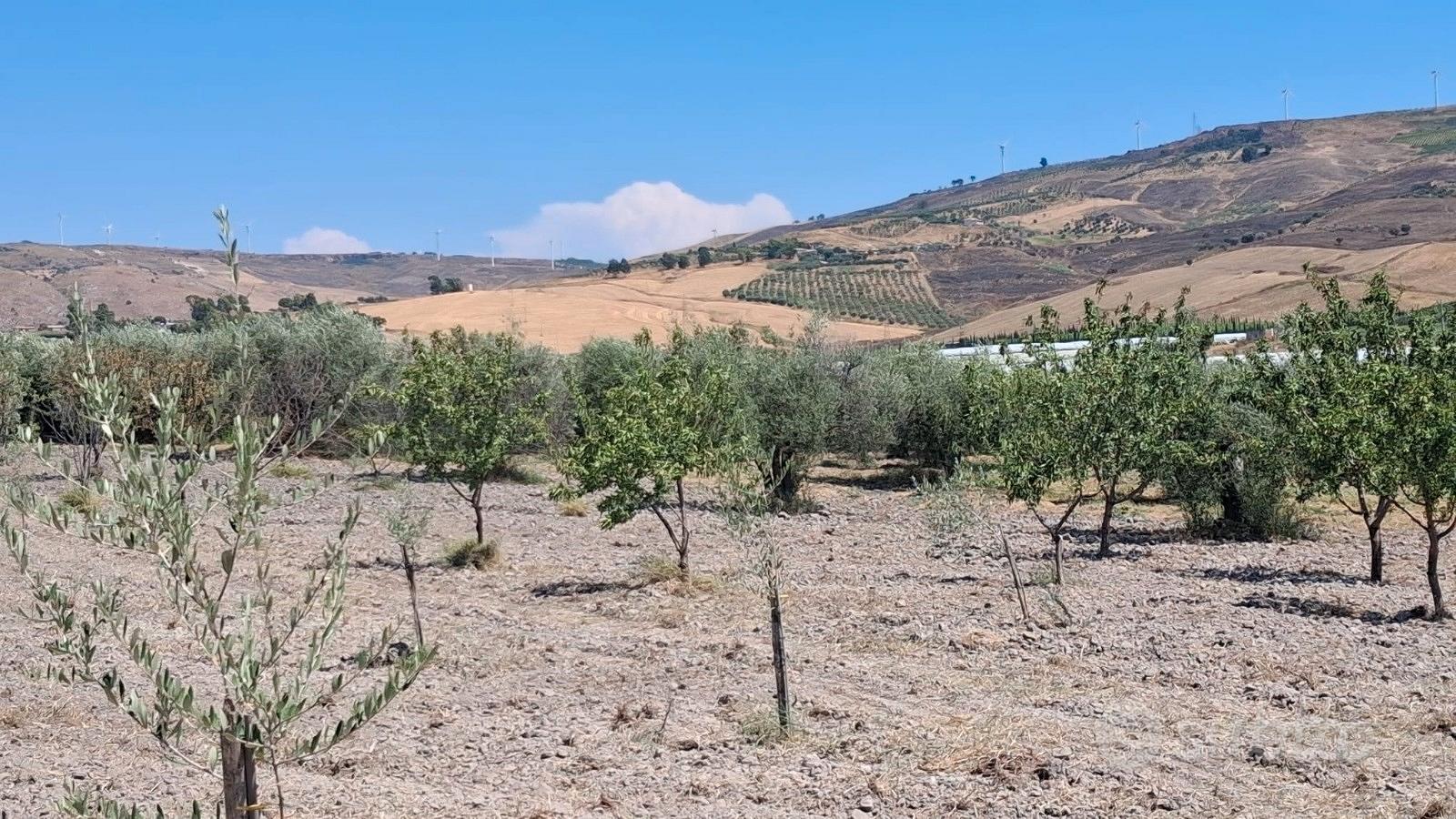 Terreno con ulivi e mandorli contrada Burraitotto - Vista 3