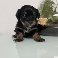 Cuccioli incrocio Maltese Yorkshire