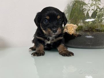 Cuccioli incrocio Maltese Yorkshire