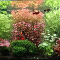 Pesci acquario platy