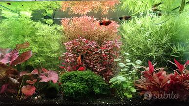 Pesci acquario platy