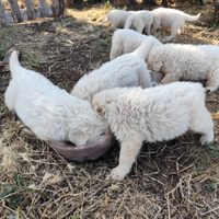 Cuccioli Pastore Maremmano
