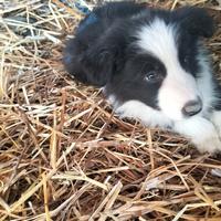 Cuccioli di Border collie