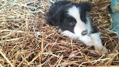 Cuccioli di Border collie