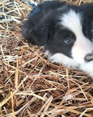 Cuccioli di Border collie