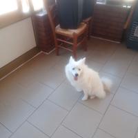 Spitz tedesco