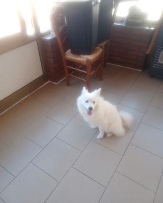 Spitz tedesco