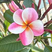 Plumeria Elsie