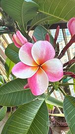Plumeria Elsie